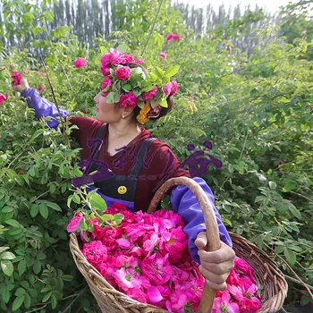 Ķīna rožu tēja Heitan tuksnesī sausā pieauga beramkravu vairumtirdzniecības pirmo ražu rožu sausā maigu un izturīgu rožu tēja