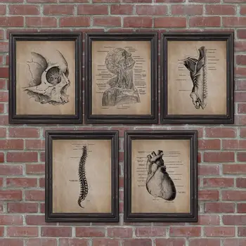 Cilvēka Anatomija Skeletu Nospiedumi, Un Plakātiem , Anatomijas Galvaskausa Sienas Mākslas Audekls Gleznošanai Vintage Plakāti Ārsta Birojs Apdare